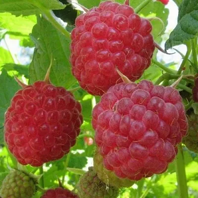 Малина НОВОСТЬ КУЗЬМИНА   Малина НОВОСТЬ КУЗЬМИНА  в Москве