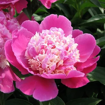 Пион КОРА СТАББС травянистый  Пион КОРА СТАББС травянистый в Москве