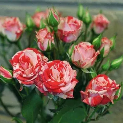 Миниатюрная  Миниатюрная в Москве