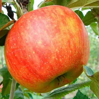 Яблоня ЦЕЛЕСТЕ  Яблоня ЦЕЛЕСТЕ в Москве