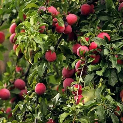 Слива КЛЕОПАТРА — описание сорта Слива КЛЕОПАТРА в Москве