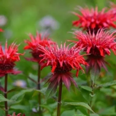 Монарда ПАНОРАМА РЕД — описание сорта Монарда ПАНОРАМА РЕД в Москве