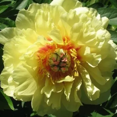 Пион ЗОЛОТАЯ КОРОНА древовидный — описание сорта Пион ЗОЛОТАЯ КОРОНА древовидный в Москве