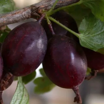 Крыжовник ЧЕЛЯБИНСКИЙ СЛАБОШИПОВАТЫЙ — описание сорта Крыжовник ЧЕЛЯБИНСКИЙ СЛАБОШИПОВАТЫЙ в Москве