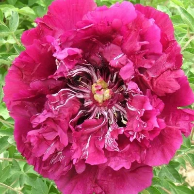 Пион ПУРПУРНЫЙ ОКЕАН древовидный — описание сорта Пион ПУРПУРНЫЙ ОКЕАН древовидный в Москве