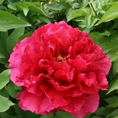 Пион АРОМАТНОЕ ВОСПОМИНАНИЕ древовидный — описание сорта Пион АРОМАТНОЕ ВОСПОМИНАНИЕ древовидный в Москве