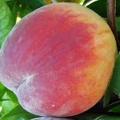 Персик САНКРЕСТ в Москве