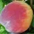 Персик САНКРЕСТ в Москве