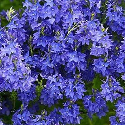 Вероника РОЯЛ БЛЮ большая в Москве