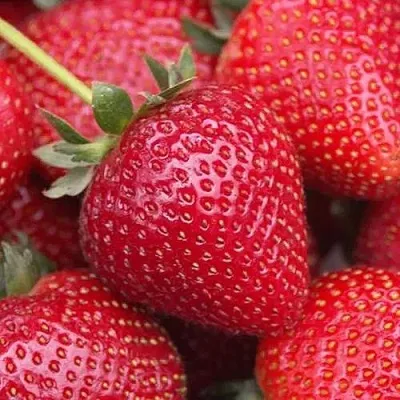 Клубника СЕЛЬВА ремонтантная в Москве