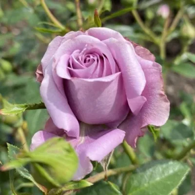 Саженцы роз БИЛОНА спрей в Москве