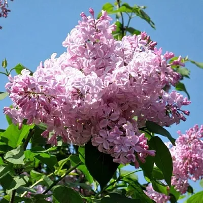 Сирень БУФФОН  Сирень БУФФОН в Москве