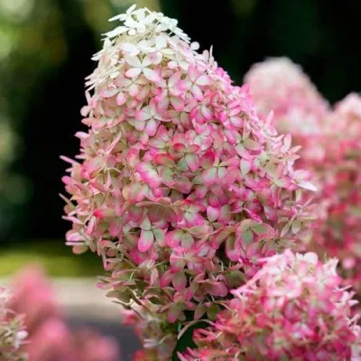 Гортензия РОЯЛ ФЛОВЕР метельчатая — описание сорта Гортензия РОЯЛ ФЛОВЕР метельчатая в Москве