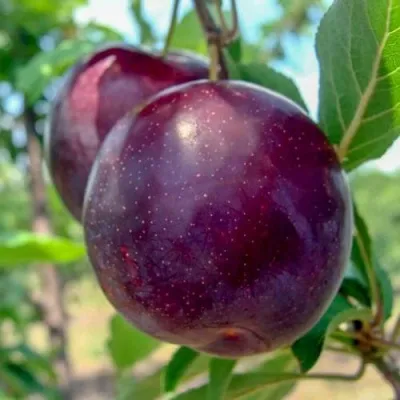 Слива АНЖЕЛИНО — описание сорта Слива АНЖЕЛИНО в Москве