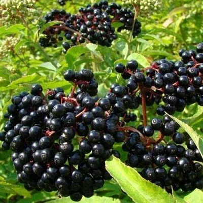 Бузина черная БАГАЦЦЕ  Бузина черная БАГАЦЦЕ в Москве