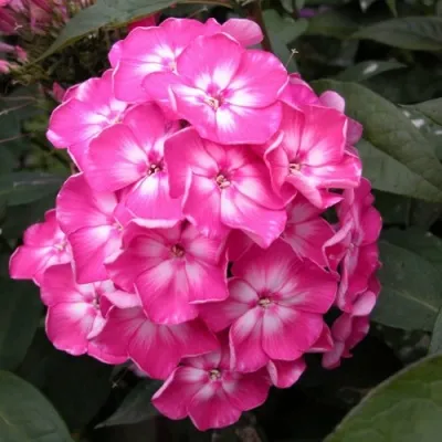 Флокс ЕВГЕНИЯ метельчатый — описание сорта Флокс ЕВГЕНИЯ метельчатый в Москве