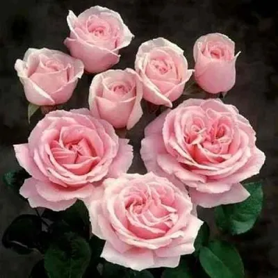 Саженцы роз ФРЕДРИК МИСТРАЛЬ чайно-гибридная в Москве