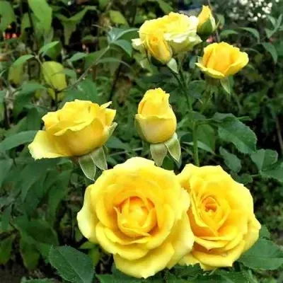 Саженцы роз САН СИТИ спрей в Москве