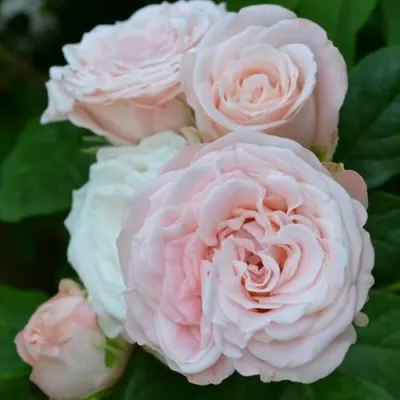 Саженцы роз БОМБАСТИК спрей — описание сорта Саженцы роз БОМБАСТИК спрей в Москве