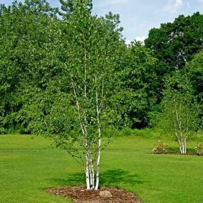 Береза бумажная — описание сорта Береза бумажная в Москве