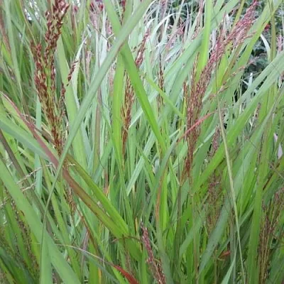 Просо ВЭРРИОР прутьевидное в Москве