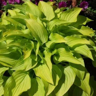 Хоста ХИДОН САНСЕТ в Москве