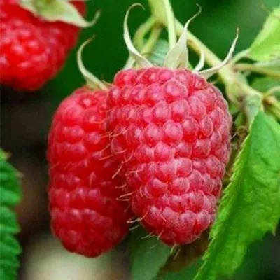 Малина ТУЛАМИН в Москве