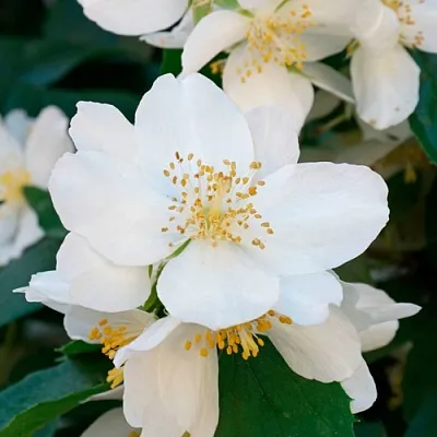 Жасмин ЮСТИНКА  Жасмин ЮСТИНКА в Москве