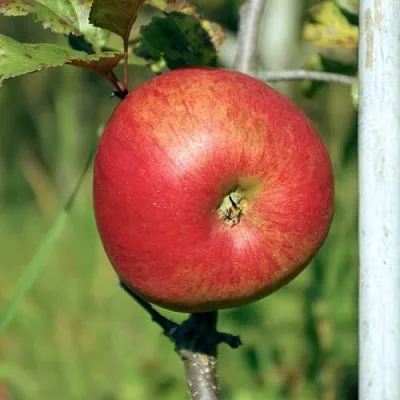 Яблоня ДЫЯМЕНТ  Яблоня ДЫЯМЕНТ в Москве