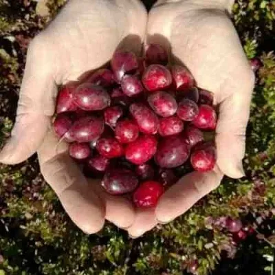 Клюква ХАБЕЛЬМАН  Клюква ХАБЕЛЬМАН в Москве