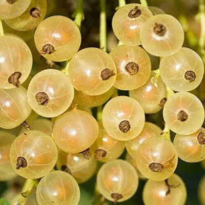 Смородина белая СМОЛЬЯНИНОВСКАЯ  Смородина белая СМОЛЬЯНИНОВСКАЯ в Москве