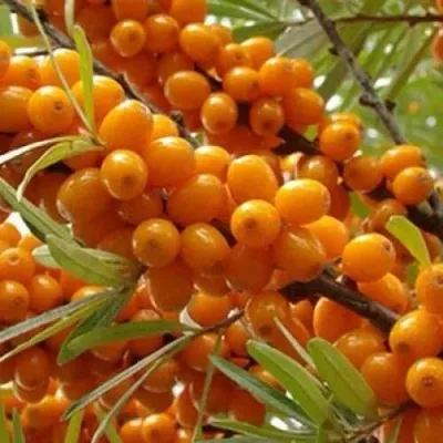 Облепиха ТРОФИМОВСКАЯ — описание сорта Облепиха ТРОФИМОВСКАЯ в Москве