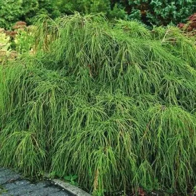 Кипарисовик ФИЛИФЕРА НАНА горохоплодный — описание сорта Кипарисовик ФИЛИФЕРА НАНА горохоплодный в Москве