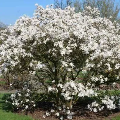 Магнолия КОБУС — описание сорта Магнолия КОБУС в Москве