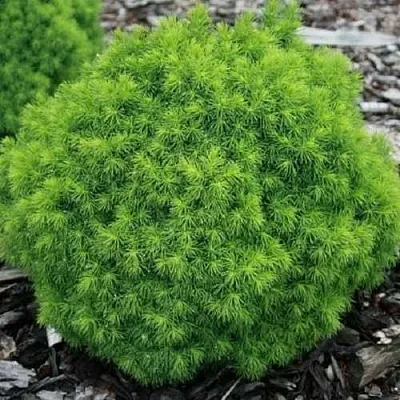 Ель АЛЬБЕРТА ГЛОБ сизая  Ель АЛЬБЕРТА ГЛОБ сизая в Москве