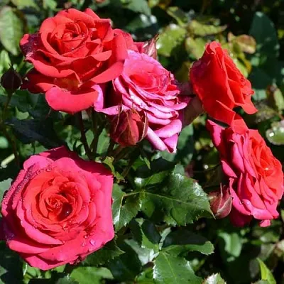 Саженцы роз МИРАБЕЛЬ спрей в Москве