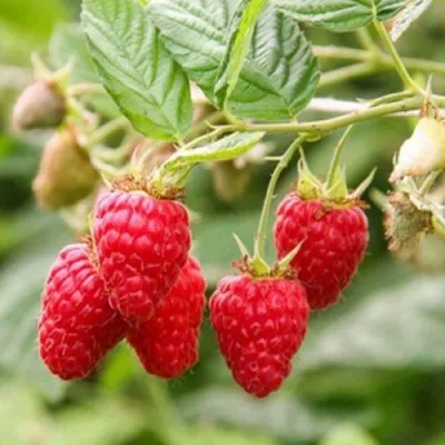 Малина РАДЗИЕВА в Москве