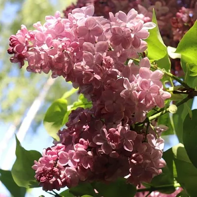 Сирень МЕДОВЫЙ СПАС  Сирень МЕДОВЫЙ СПАС в Москве