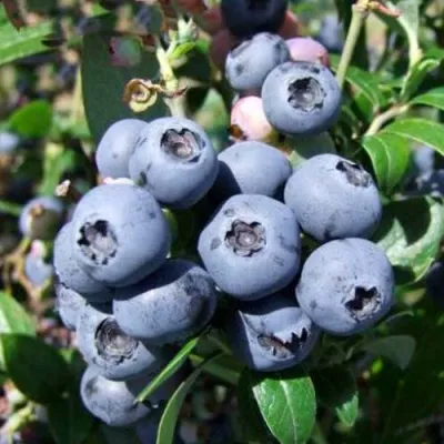 Голубика НОРТБЛЮ в Москве