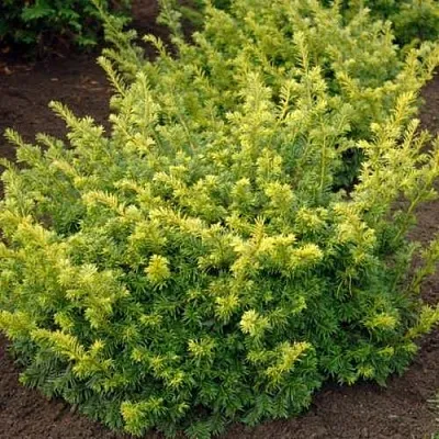 Тис ЭЛЕГАНТИССИМА ягодный  Тис ЭЛЕГАНТИССИМА ягодный в Москве