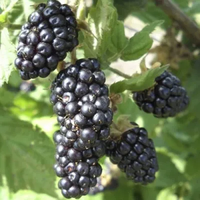 Ежемалина МАРИОН — описание сорта Ежемалина МАРИОН в Москве