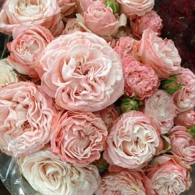 Саженцы роз МАДАМ БОМБАСТИК спрей в Москве