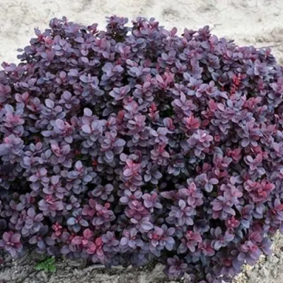 Барбарис КОНКОРД тунберга — описание сорта Барбарис КОНКОРД тунберга в Москве