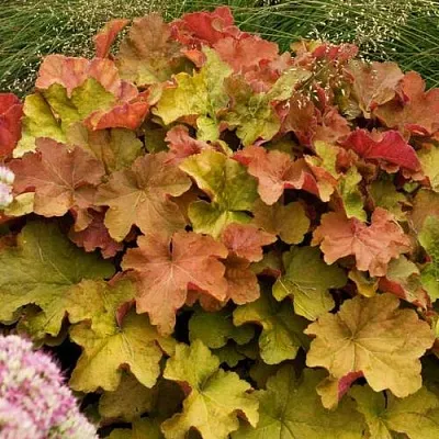 Гейхера БИГ ТОП БРОНЗ  Гейхера БИГ ТОП БРОНЗ в Москве