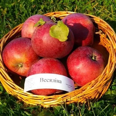 Яблоня ВЕСЯЛИНА  Яблоня ВЕСЯЛИНА в Москве