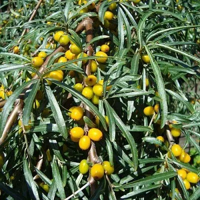 Облепиха ЖЕЛТОПЛОДНАЯ  Облепиха ЖЕЛТОПЛОДНАЯ в Москве