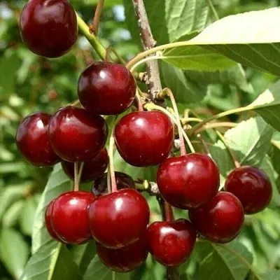 Вишня ЩЕДРАЯ степная — описание сорта Вишня ЩЕДРАЯ степная в Москве