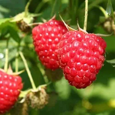 Малина БАЛЬЗАМ в Москве