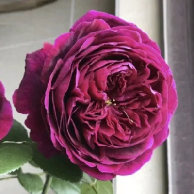 Саженцы роз РОЯЛ ПАЛАС японская — описание сорта Саженцы роз РОЯЛ ПАЛАС японская в Москве