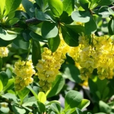 Барбарис ИНДИАН САММЕР  — описание сорта Барбарис ИНДИАН САММЕР  в Москве